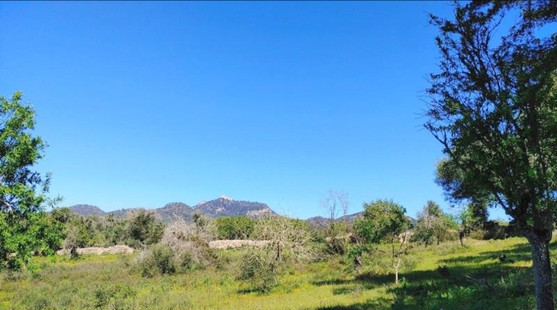 Illes Balears - Felanitx - 23000m2