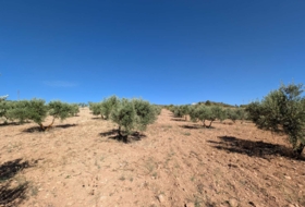 Arenas del Rey 60000&nbsp;m²