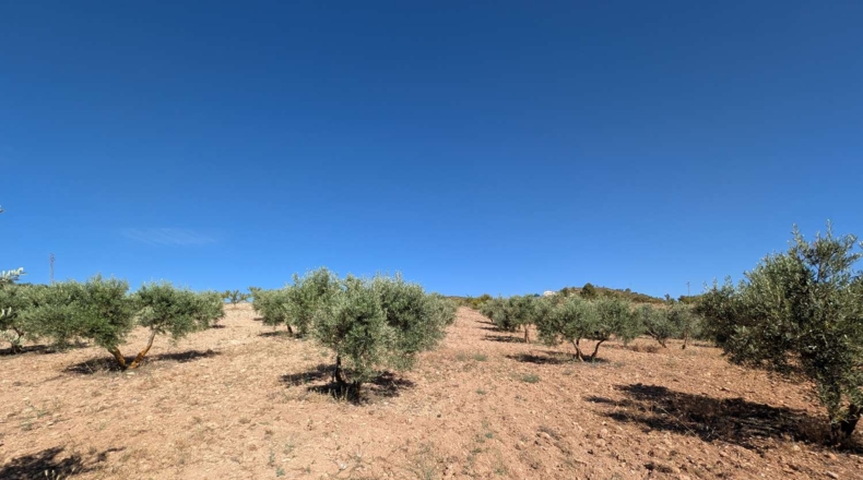 Granada - Arenas del Rey - 60000m2