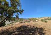 Finca rústica en venta en la carretera de Fornes, Arenas del Rey, ref: TR417262 foto
