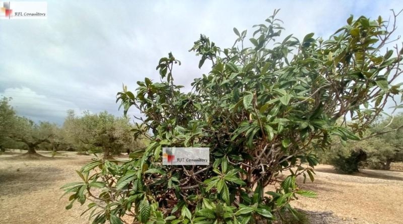 Tarragona - l'Ampolla - 6102m2