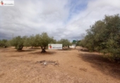 Terreno no urbanizable en venta en la España, l'Ampolla, ref: TR417281 foto