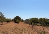 Terreny no urbanitzable en venda a la España, la Serra d'en Galceran, ref.: TR417282 foto