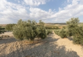 Casa de camp amb terreny en venda a la España, Alhama de Granada, ref.: TR417285 foto