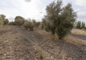 Casa de camp amb terreny en venda a la España, Alhama de Granada, ref.: TR417285 foto
