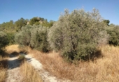 Xalet independent amb terreny en venda a la España, Asp, ref.: TR417291 foto