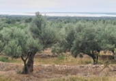 Xalet independent amb terreny en venda a la España, l'Ampolla, ref.: TR417311 foto