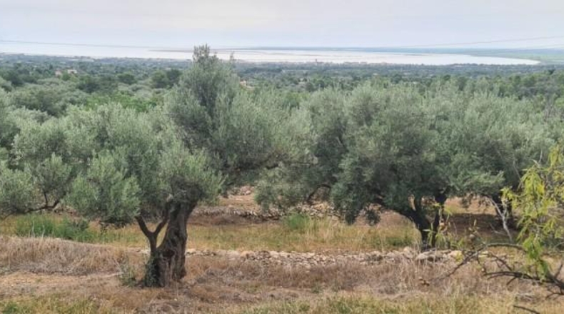 Tarragona - l'Ampolla - 41000m2