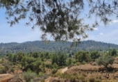 Chalet independiente con terreno en venta en la España, Monóvar, ref: TR417336 foto