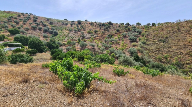 Малага - Sedella - 44000m2