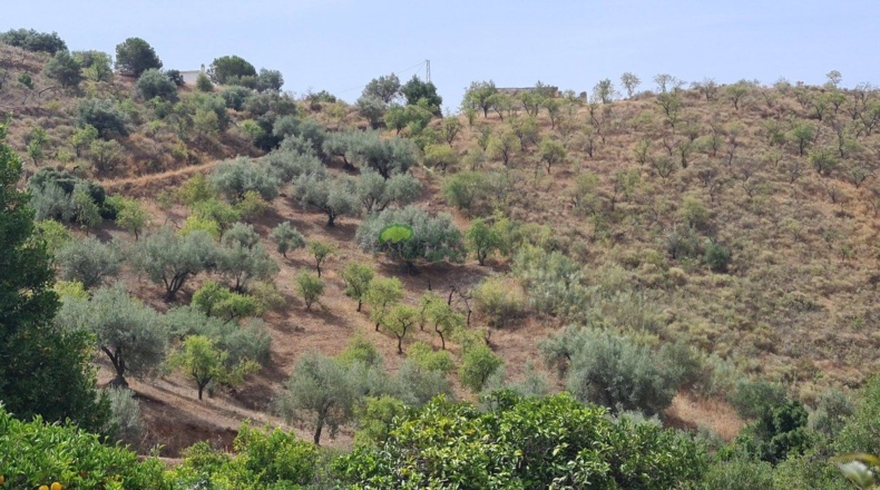 Малага - Sedella - 44000m2