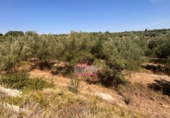 Terreno no urbanizable en venta en Albaida ref: TR64715 foto