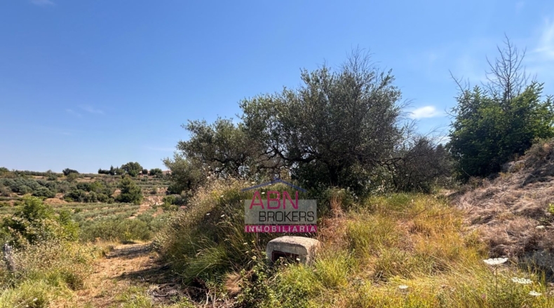 Valencia - Adzaneta de Albaida - 10873m2