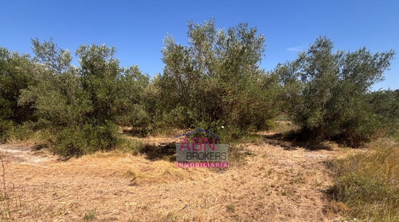 Valencia - Adzaneta de Albaida - 10873m2