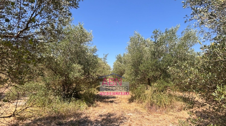 Valencia - Adzaneta de Albaida - 10873m2
