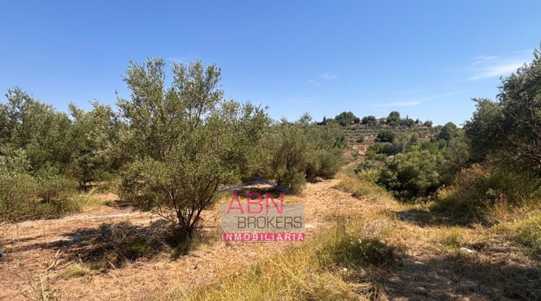 Valencia - Adzaneta de Albaida - 10873m2