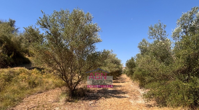 Valencia - Adzaneta de Albaida - 10873m2