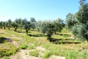 Arcos de la Frontera 8000&nbsp;m²