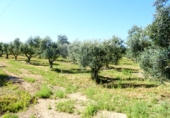 Finca rústica en venta en Arcos de la Frontera ref: TR417473 foto