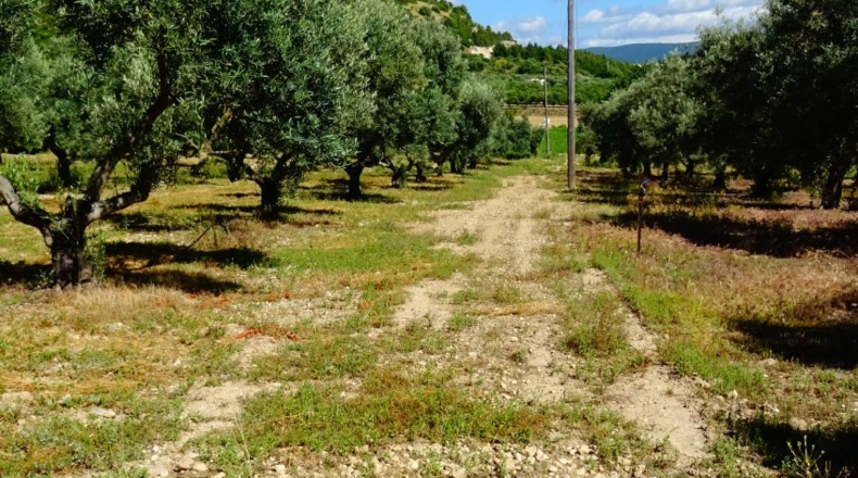 Cádiz - Arcos de la Frontera - 8000m2
