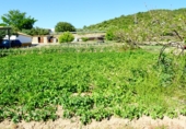 Finca rústica en venta en Arcos de la Frontera ref: TR417473 foto
