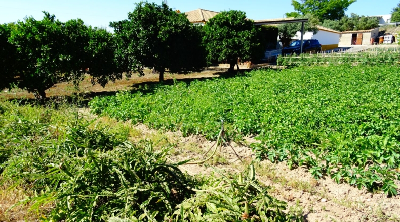 Cádiz - Arcos de la Frontera - 8000m2