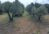 Terreno no urbanizable en venta en Mont-roig del Camp ref: TR417475 foto