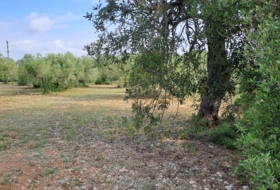 Mont-roig del Camp 7594&nbsp;m²