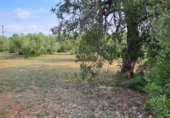 Terreno no urbanizable en venta en Mont-roig del Camp ref: TR417475 foto