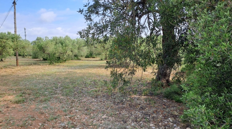 Tarragona - Mont-roig del Camp - 7594m2