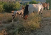 Country house with land for sale in San Martín del Tesorillo ref: TR388284 photo