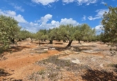 Detached villa with land for sale on España, l'Ampolla, ref: TR417547 photo