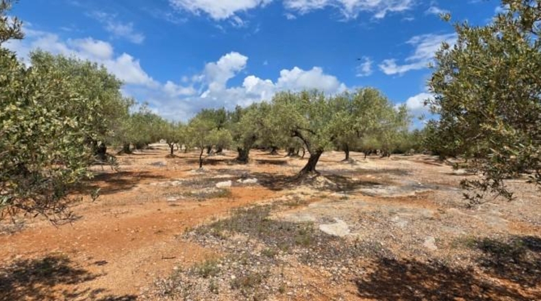 Tarragona - l'Ampolla - 35000m2