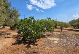 l'Ampolla 35000&nbsp;m²