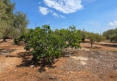 Detached villa with land for sale on España, l'Ampolla, ref: TR417547 photo