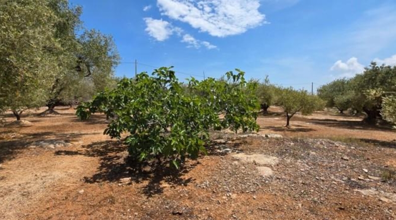 Tarragona - l'Ampolla - 35000m2