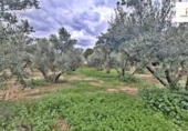 Land with storage building for sale on España, Alicante, ref: TR417561 photo