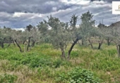 Land with storage building for sale on España, Alicante, ref: TR417561 photo