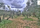 Land with storage building for sale on España, Alicante, ref: TR417561 photo