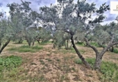 Land with storage building for sale on España, Alicante, ref: TR417561 photo