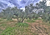 Land with storage building for sale on España, Alicante, ref: TR417561 photo