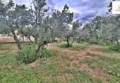 Land with storage building for sale on España, Alicante, ref: TR417561 photo