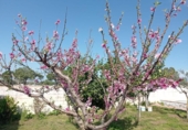 Detached villa with land for sale on España, Chiclana de la Frontera, ref: TR389290 photo