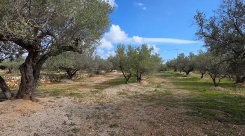Tarragona - l'Ampolla - 18237m2