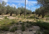 Xalet independent amb terreny en venda a la España, l'Ampolla, ref.: TR417588 foto