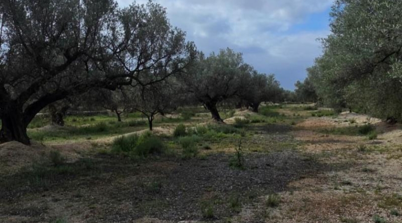 Tarragona - l'Ampolla - 18237m2
