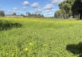 Country house with land for sale on España, Gibraleón, ref: TR169869 photo