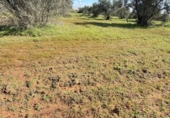 Country house with land for sale on España, Gibraleón, ref: TR169869 photo