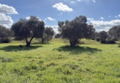 Country house with land for sale on España, Gibraleón, ref: TR169869 photo