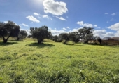 Country house with land for sale on España, Gibraleón, ref: TR169869 photo
